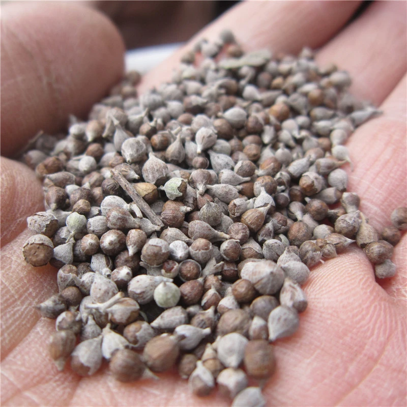 黄荆子农家晒干牡荆子布荆子籽黄金子500g