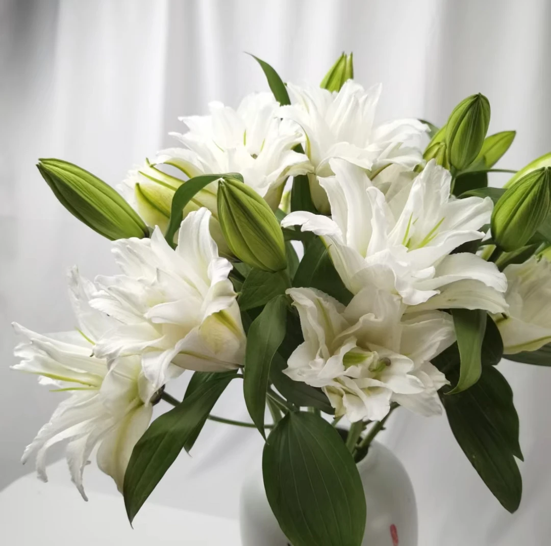 重瓣香水百合·冰雪·水养切花顺丰包邮