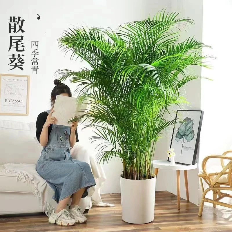 （直播专属）散尾葵大型网红绿植室内客厅好养老桩盆景植物吸甲醛