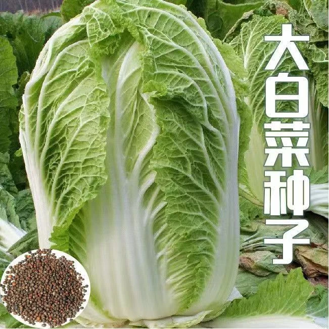 大白菜种子蔬菜种子