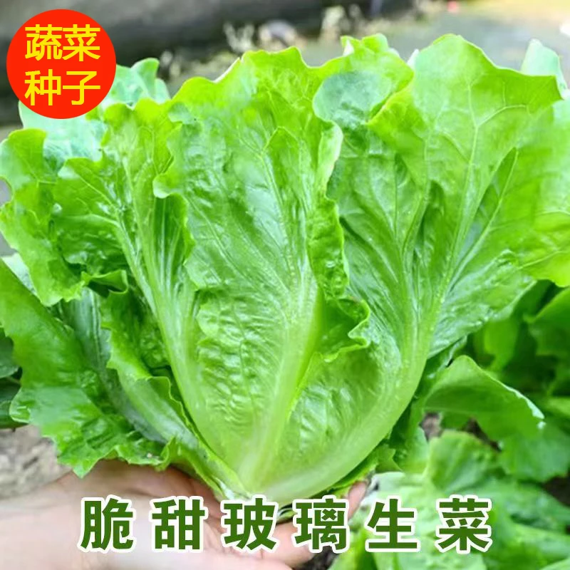 生菜种子四季菜籽种