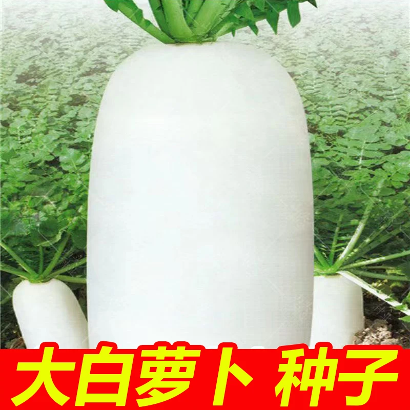 大白萝卜种子白萝卜种子