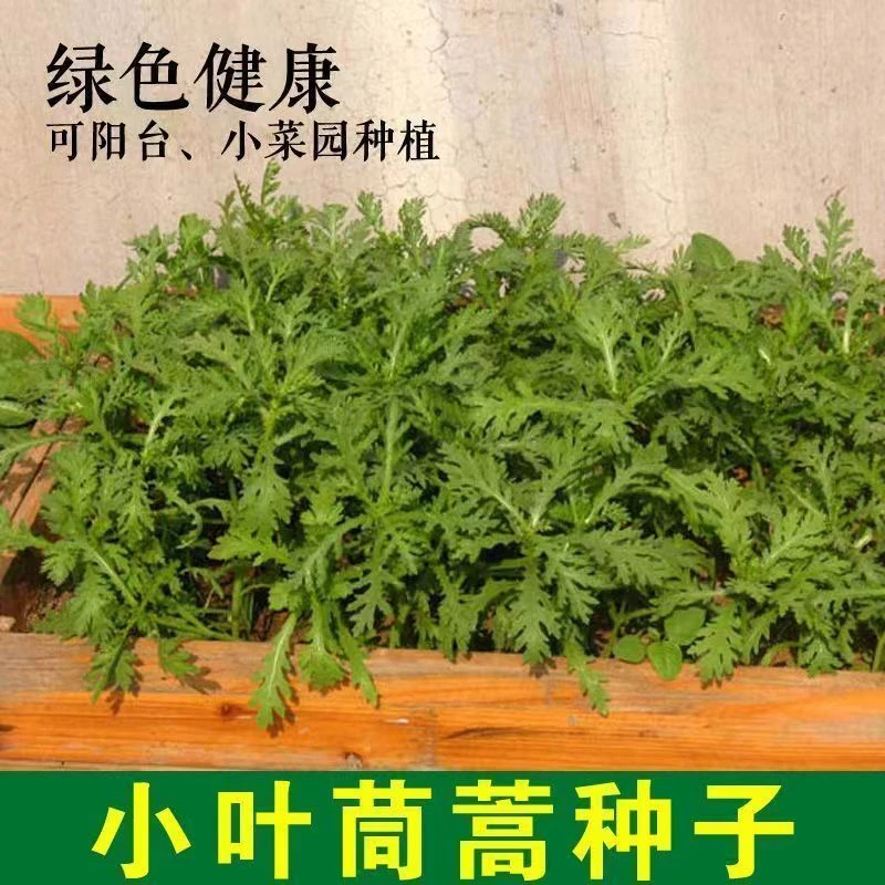 小叶茼蒿种子农家菜四季种苗青菜蔬菜种孑