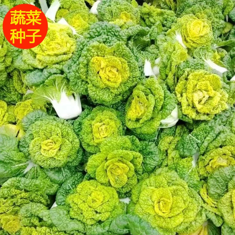 黄心乌塌菜种子可过冬