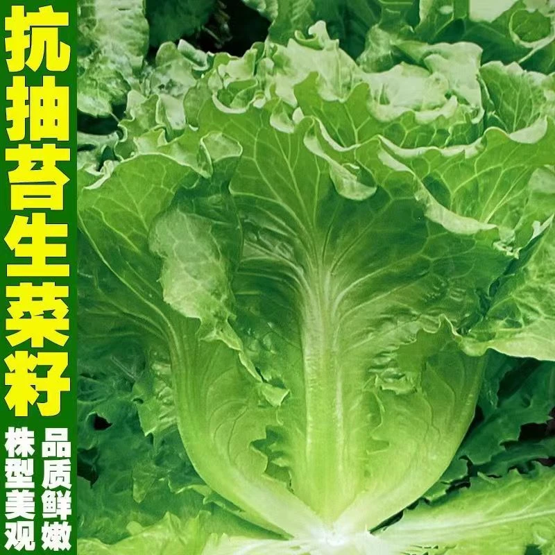 意大利生菜种子生菜种子