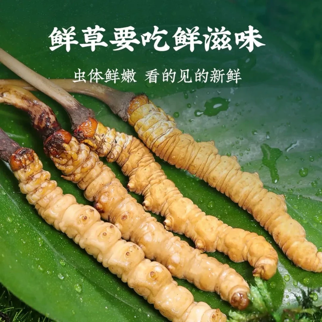 2025头期新鲜冬虫夏草0.7-1.0g/根 空运冷链包邮
