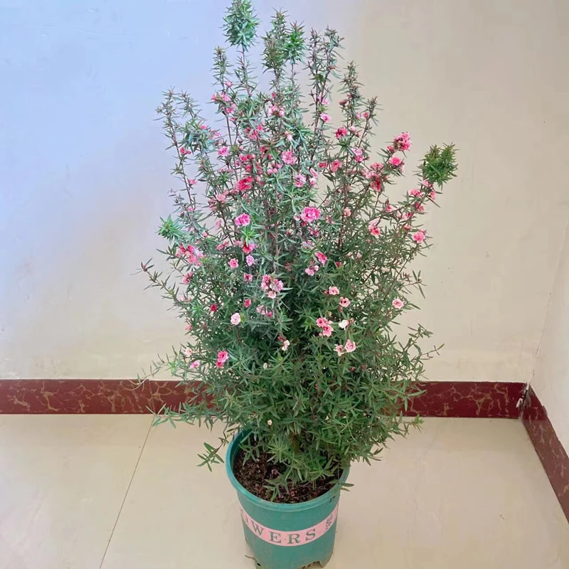 澳洲松红梅一树多色耐寒绿植花卉盆栽阳台客厅窗台室内庭院带原盆