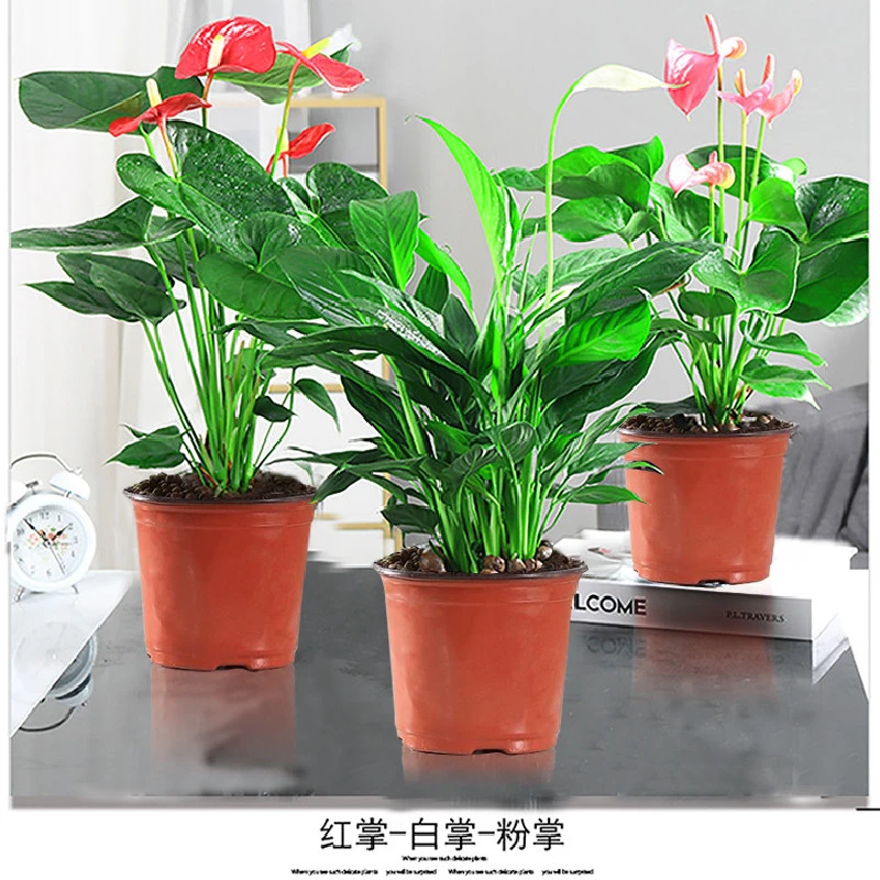 水培红掌白掌盆栽一帆风顺花卉植物室内好养绿植鸿运当头四季开花