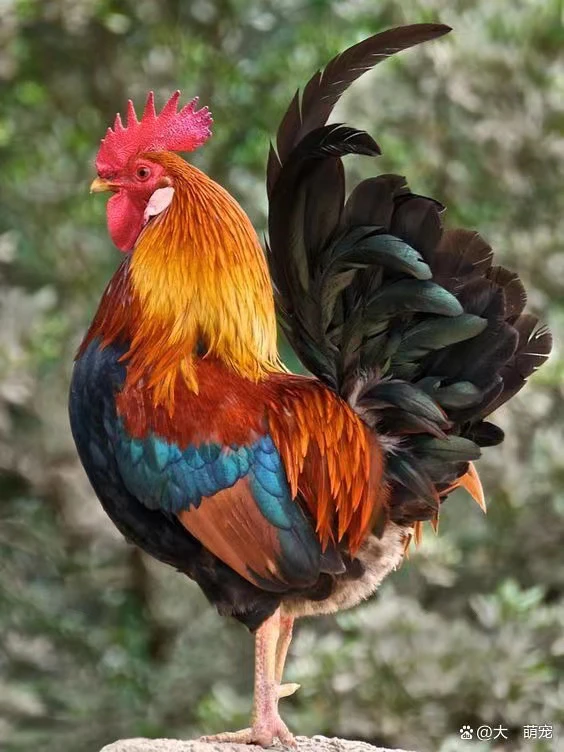 【幸福羽土鸡】两年以上散养老公鸡