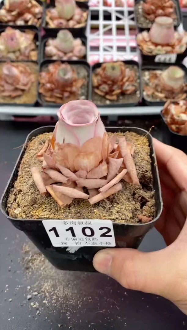 【闪购商品】1102 山地玫瑰 一物一拍