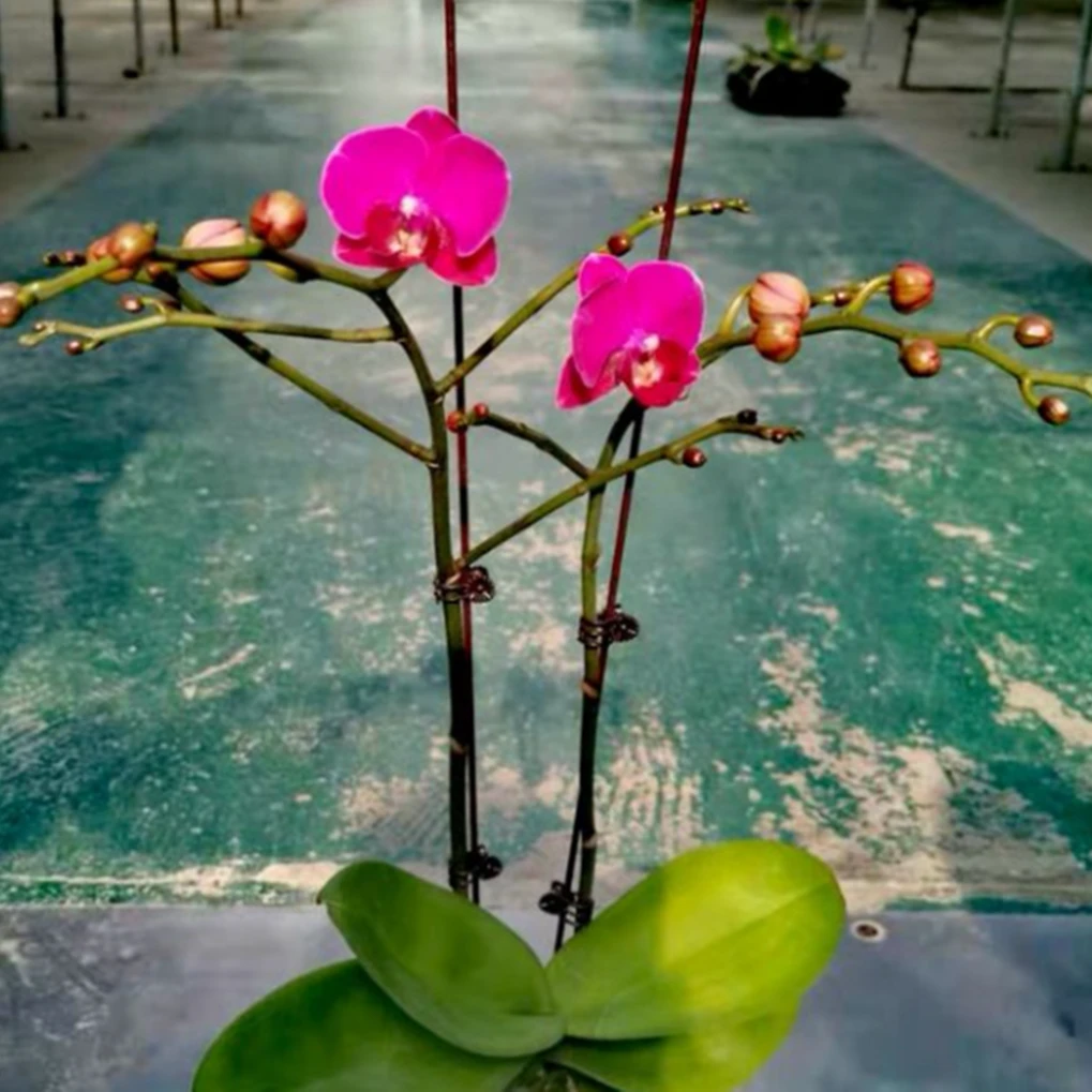 红豆杉花 红色花系 颜色饱满 续花能力强