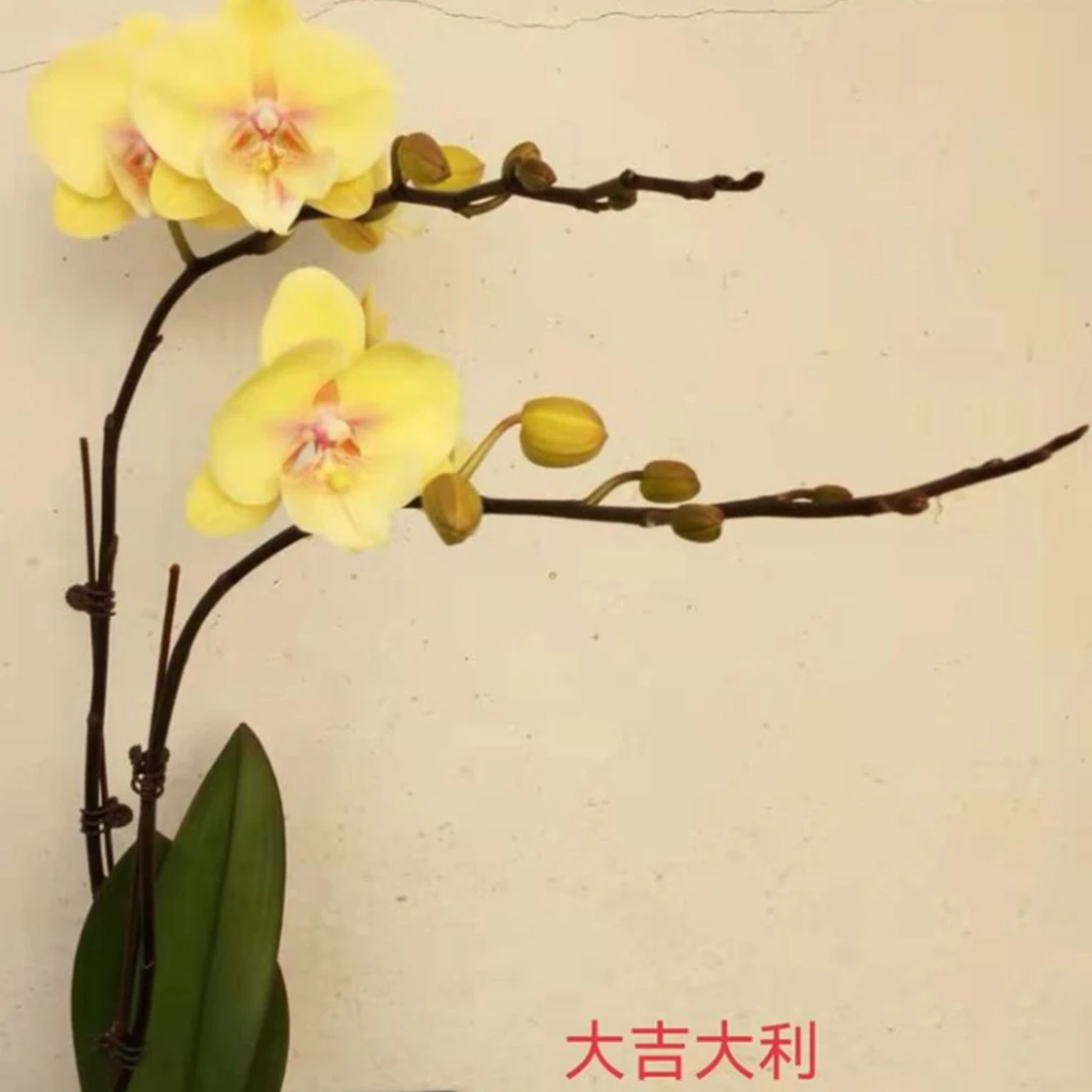 大吉大利花 黄色花系  寓意富贵发达