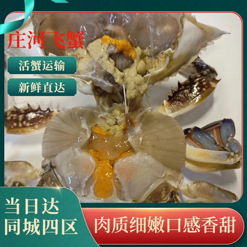 4两以上大母飞蟹【保鲜不保活】规格2-3只/斤挂网缺腿正常