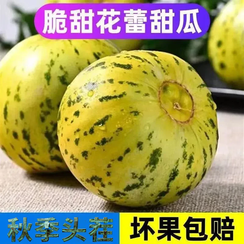 东北八里香秋季头茬脆甜花蕾甜瓜新鲜当季皮薄肉厚现摘包邮