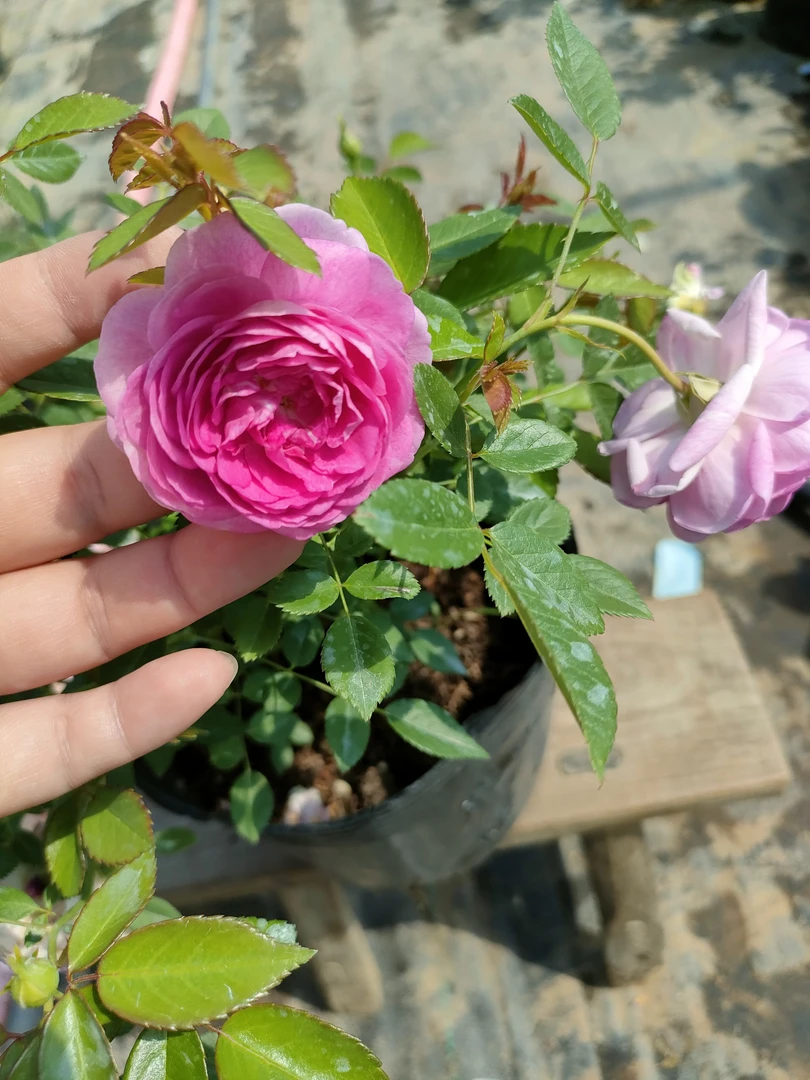 玛姬婶婶月季花苗四季开花紫色丰花微型浓香盆栽玫瑰藤本蔷薇爬藤