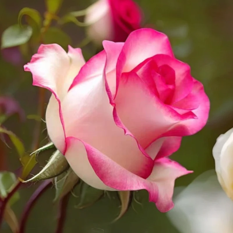 艾莎月季复色大花朵切花月季阳台庭院花卉盆栽观花植物花期带花苞