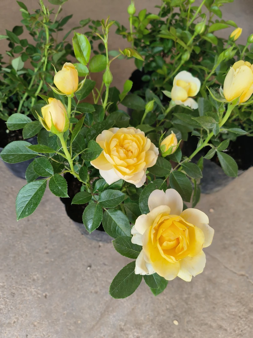 柠檬果汁月季花苗黄果汁月季花苗新品灌木盆栽阳台绿植物花卉玫瑰