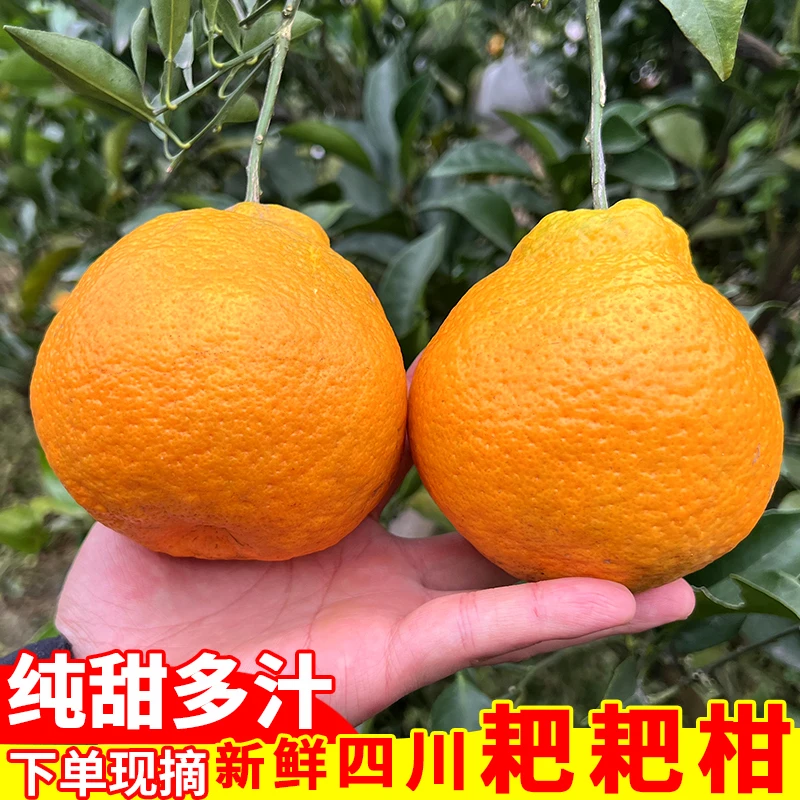 正宗四川春见耙耙柑新鲜应季水果多汁品质原产地直发优质成熟