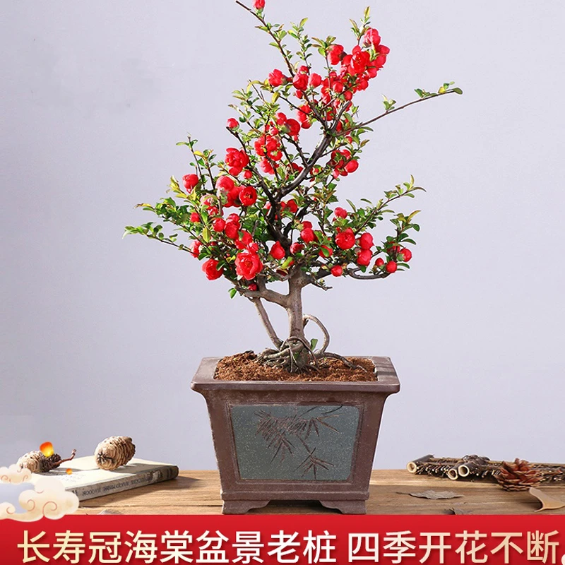 长寿冠海棠带花苞发货盆景重瓣花卉七年老桩盆栽观花植物四季开花