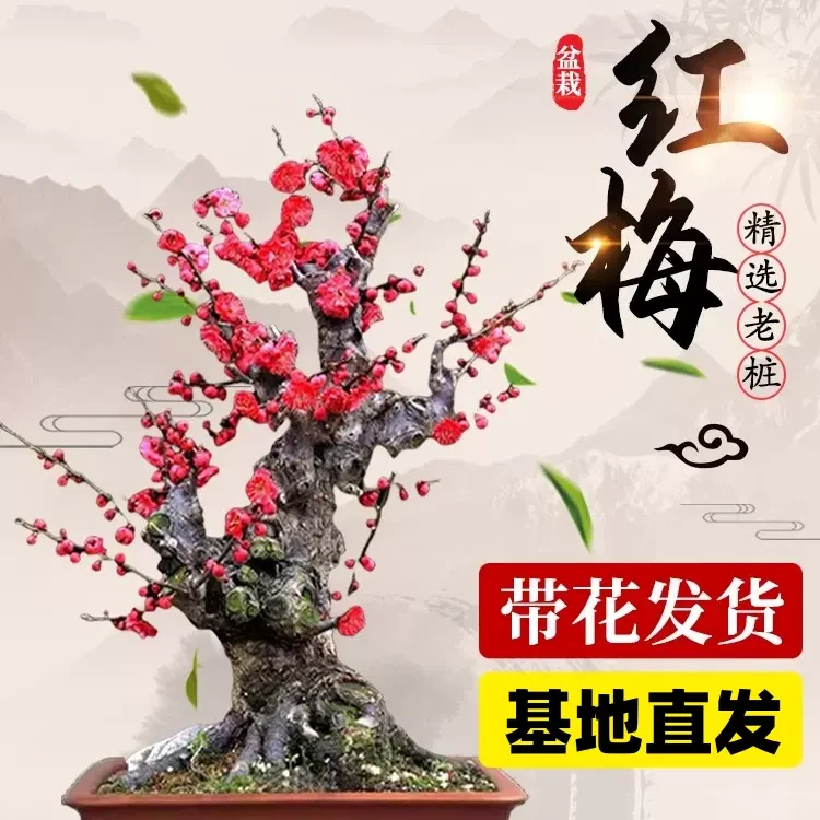 【红红火火】12年原生老桩红梅，我们只卖精品老桩，基地带土直发
