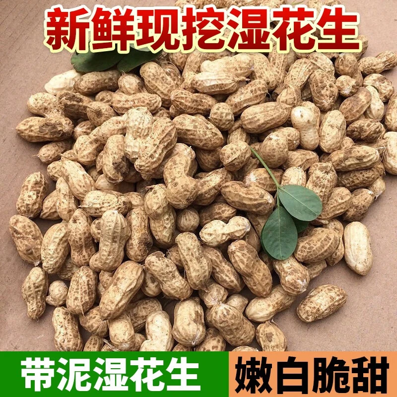【现挖湿花生】2025年新鲜花生颗粒饱满粉白皮带壳生吃脆甜水煮熬粥