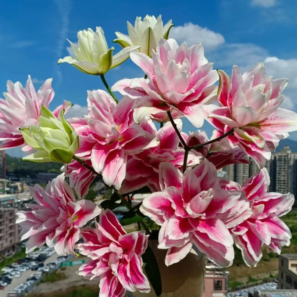 【源头优选】火星之恋重瓣百合云南昆明直发家庭水养鲜切花鲜花插花
