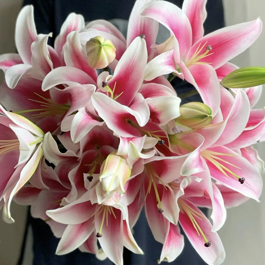 （大莲）稀有粉色香水百合鲜花水生鲜切花东北基地直发顺丰包邮