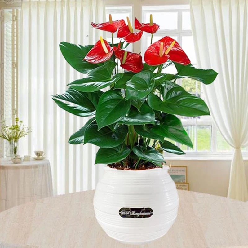 红掌【4-6朵】花卉绿植盆栽水培植物室内好养四季开花浇水一帆风顺