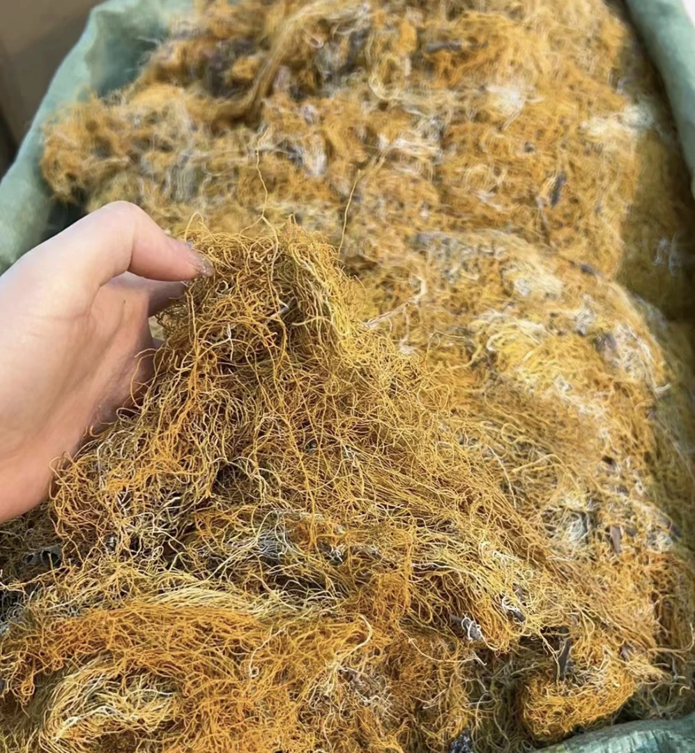 大山好货 雪域冷杉麂心金丝红雪茶