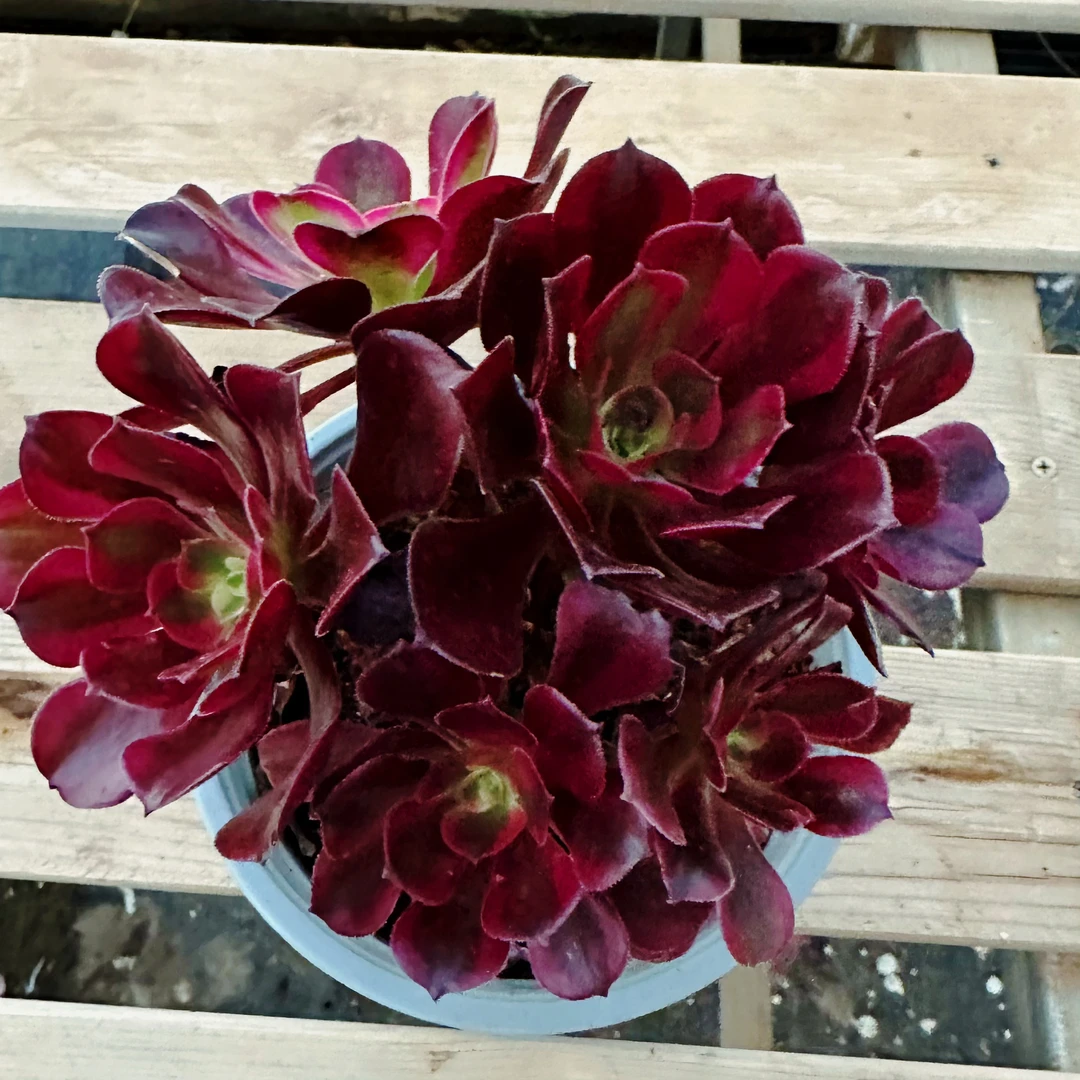 云南法师多肉小颗福利款不挑不选庭院多肉植物