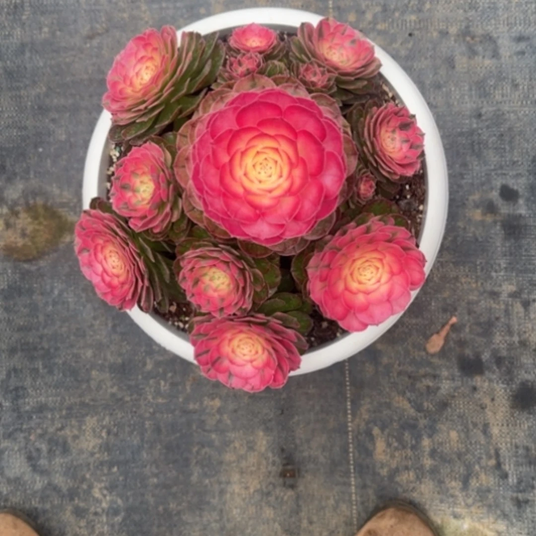 【闪购商品】吉****法师多肉