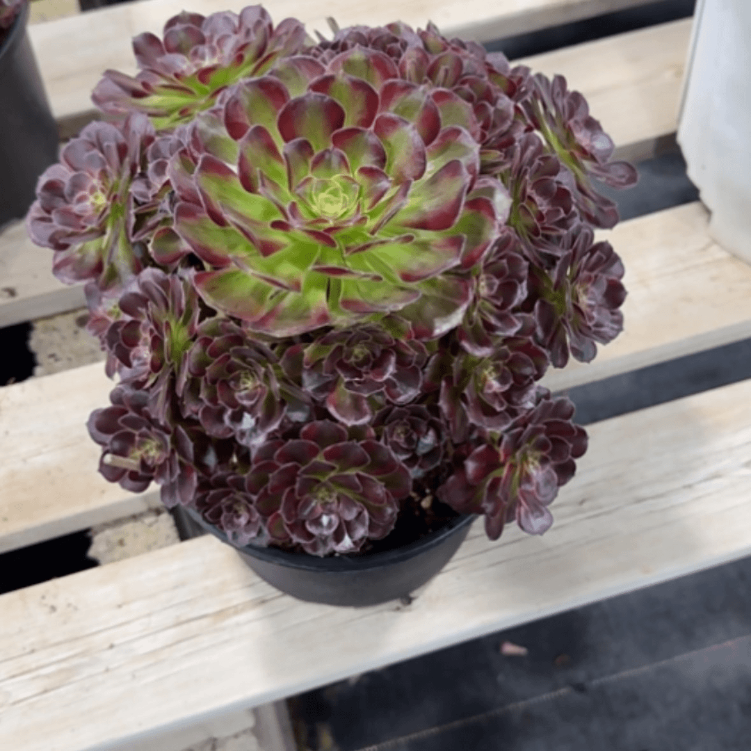【闪购商品】马*姨法师多肉
