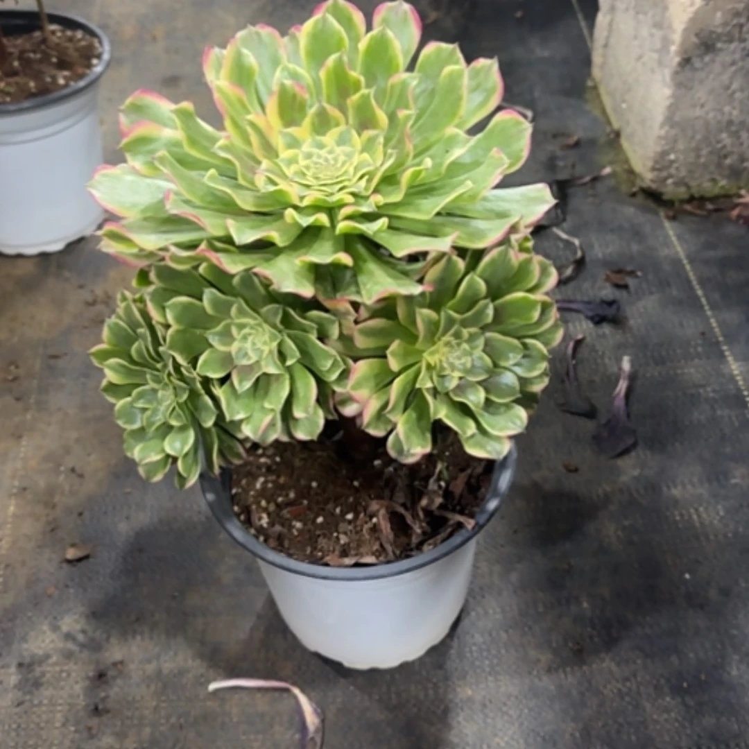 【闪购商品】?****法师多肉