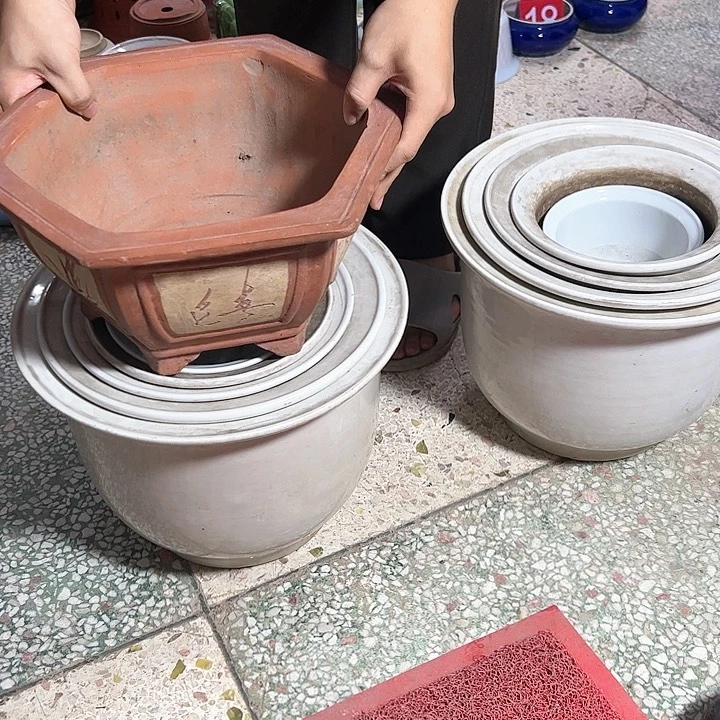 红陶20CM（含）-50CM（不含）羽*
