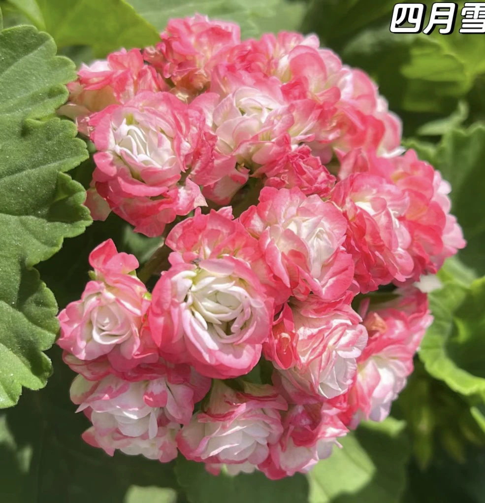 四月雪无花苞天竺葵直立