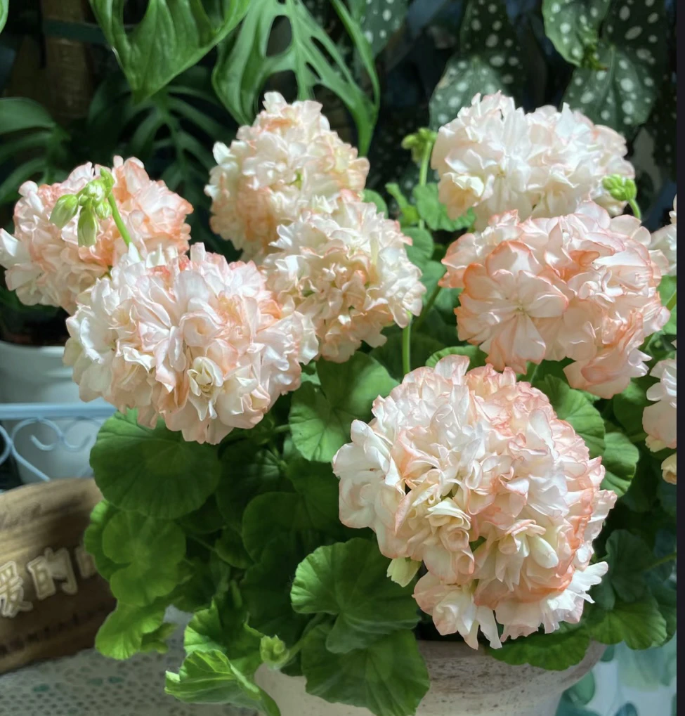 比尔梦想重瓣天竺葵