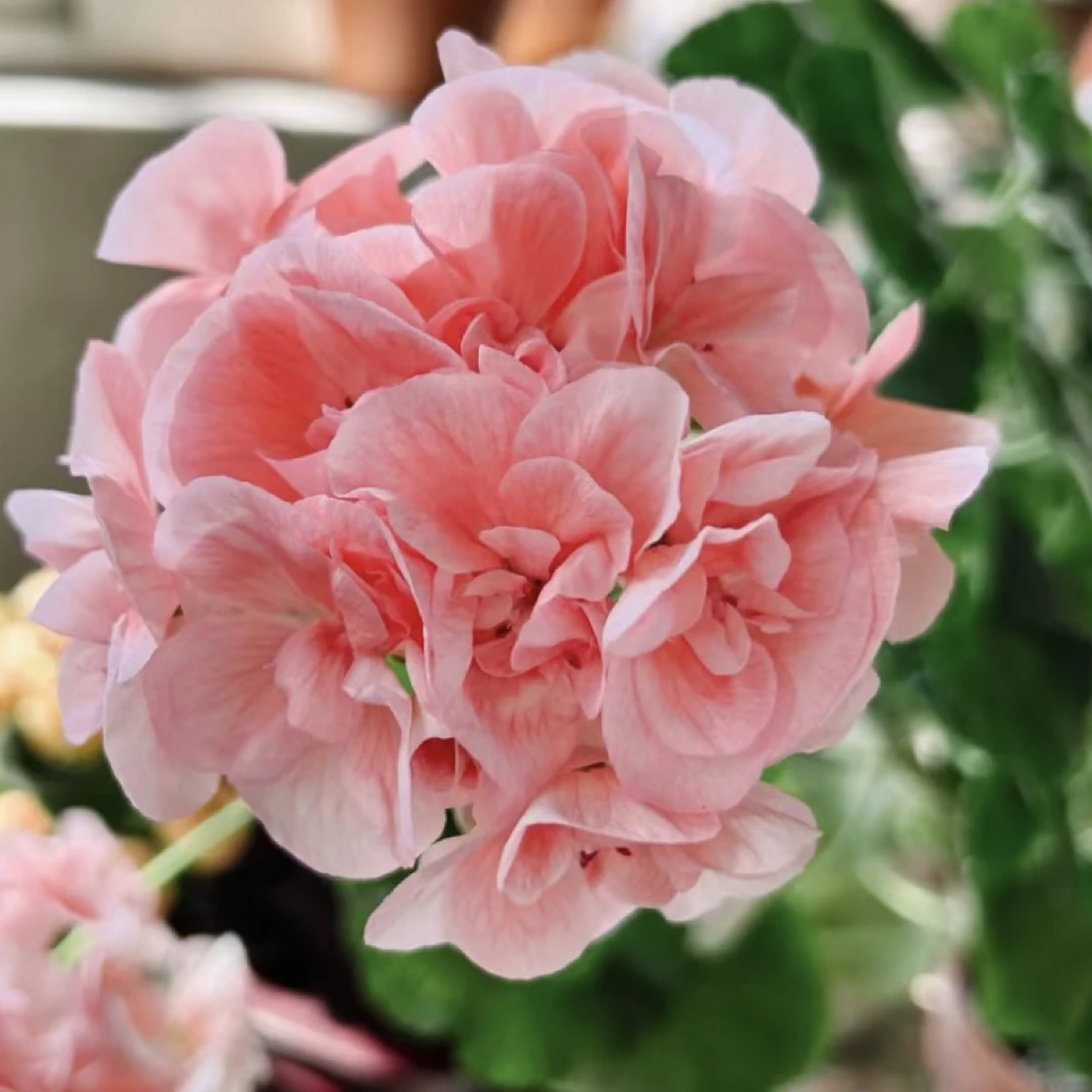 玛贝卡玫瑰天竺葵（刚开花阳光不足开花白色）