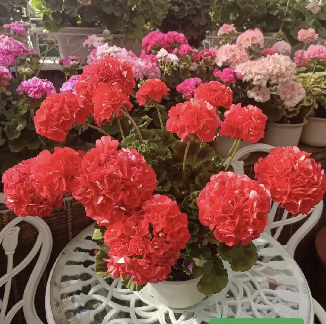 《重彩游型》天竺葵勤花