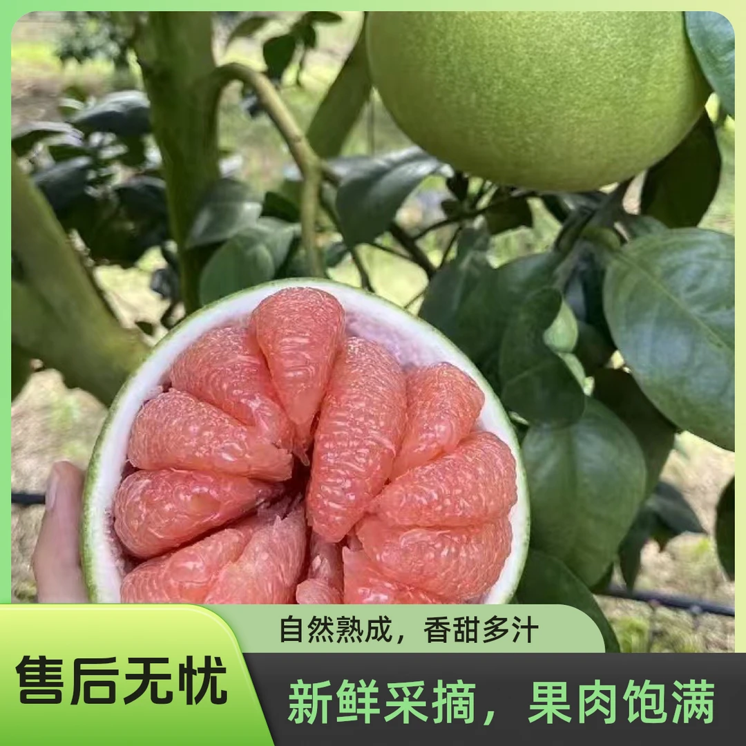 正宗西双版纳当季红宝石柚孕妇水果场地直销