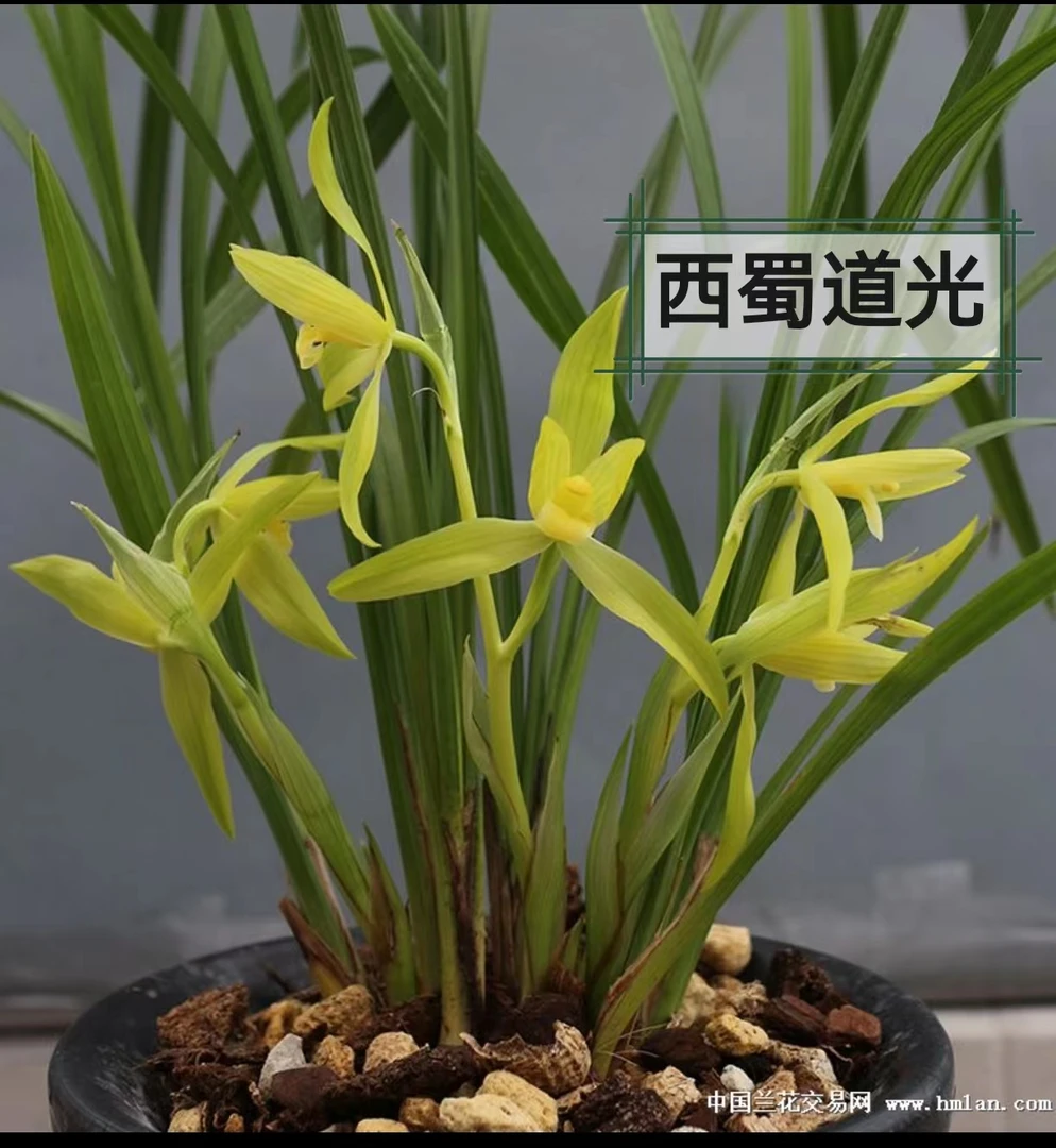 春剑一物一拍名品草