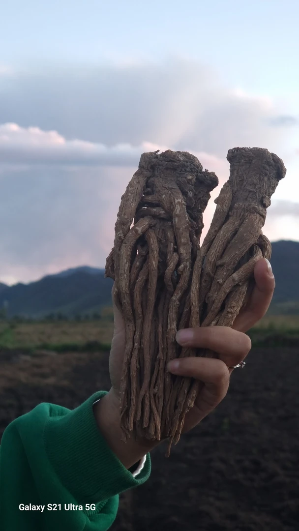 甘肃岷县原产地精选当归整颗煲汤炖肉首选
