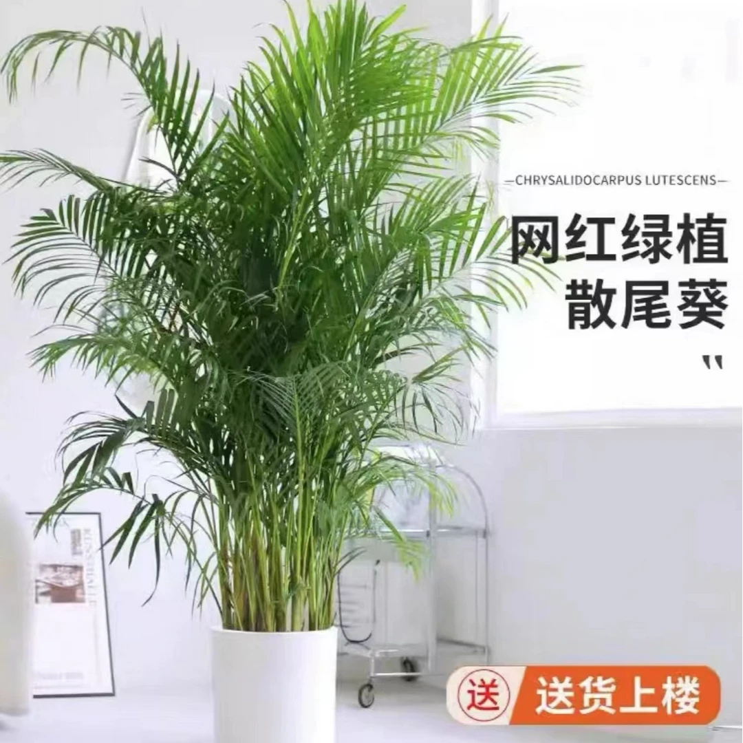 散尾葵1.4米-1.6米室内绿植吸收甲醛净化空气简单好养植物