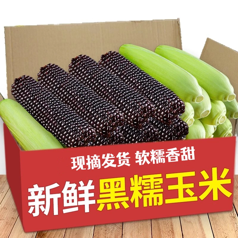 【现摘现发】新鲜黑糯玉米当季农家自种甜玉米棒子带皮苞谷黏紫玉米
