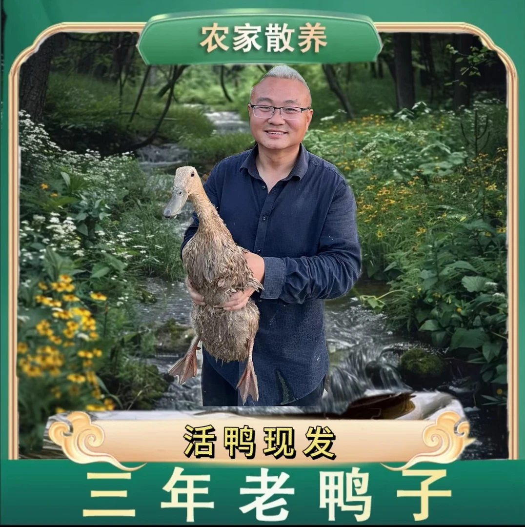 苏北桃园散养土鸭三年老鸭子3.5-4斤下蛋鸭子整只鸭子