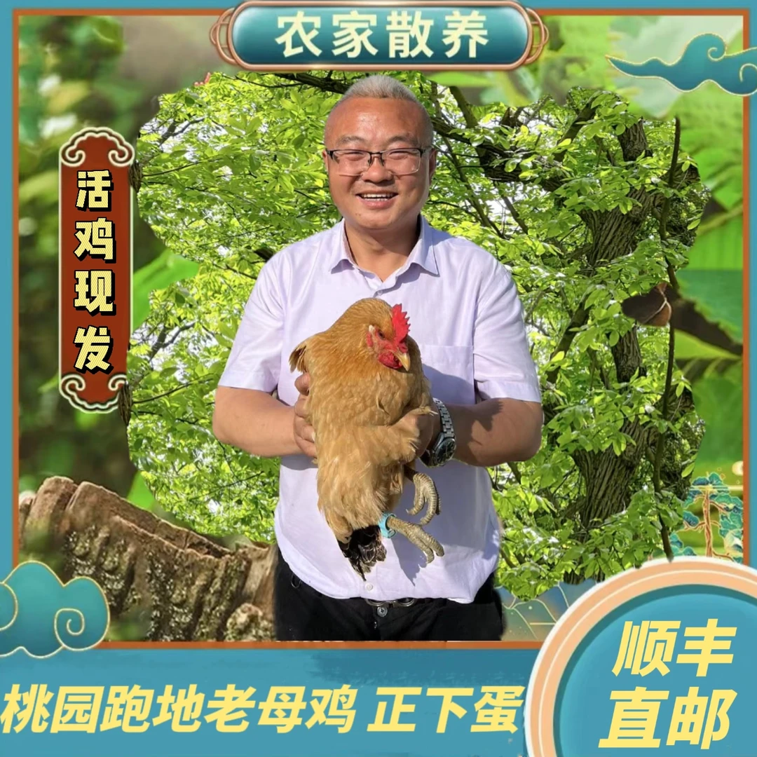两只苏北正宗桃园散养童子鸡毛重五斤现宰现杀手工杀带内脏
