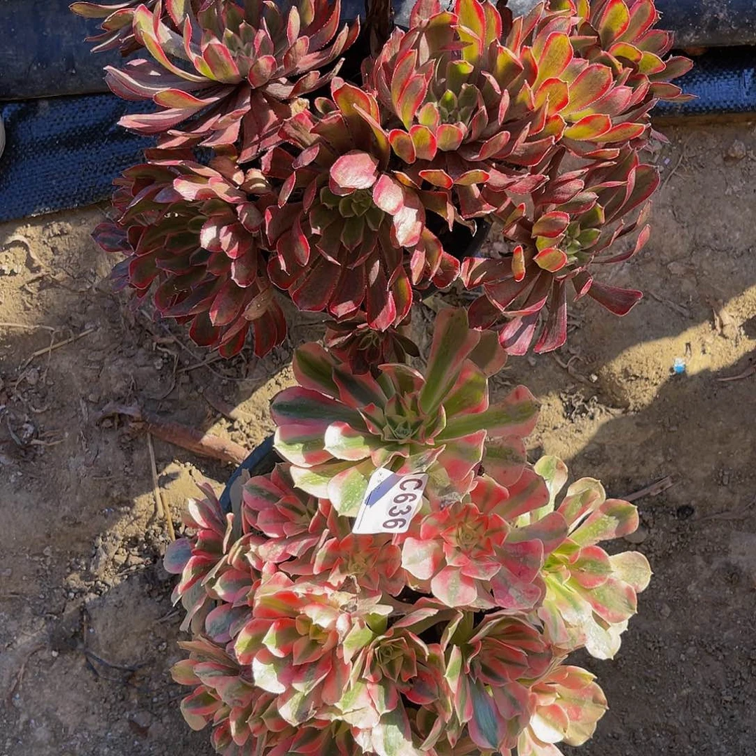 【闪购商品】粉女巫多肉1-37