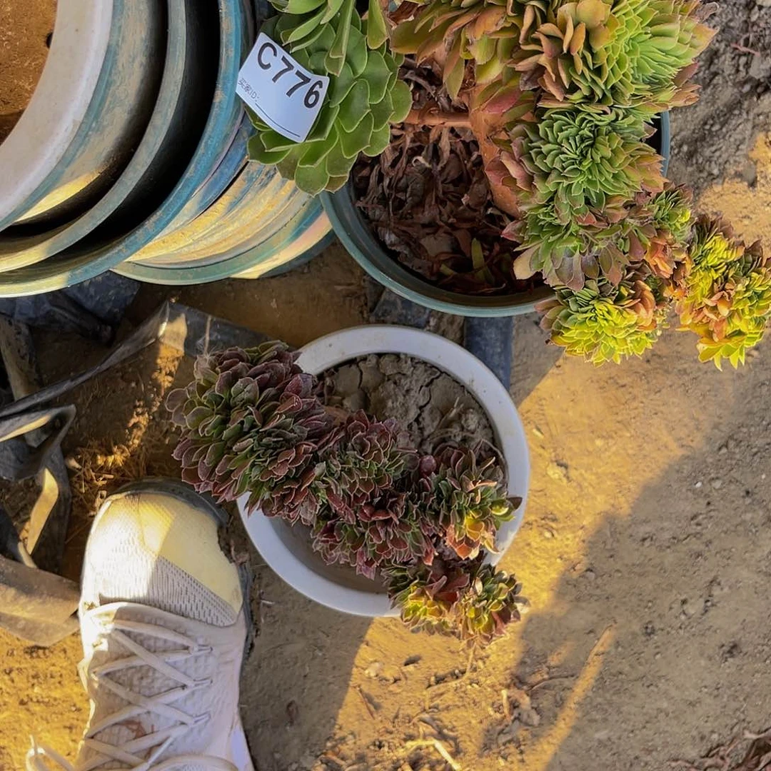 【闪购商品】玫瑰缀1-48