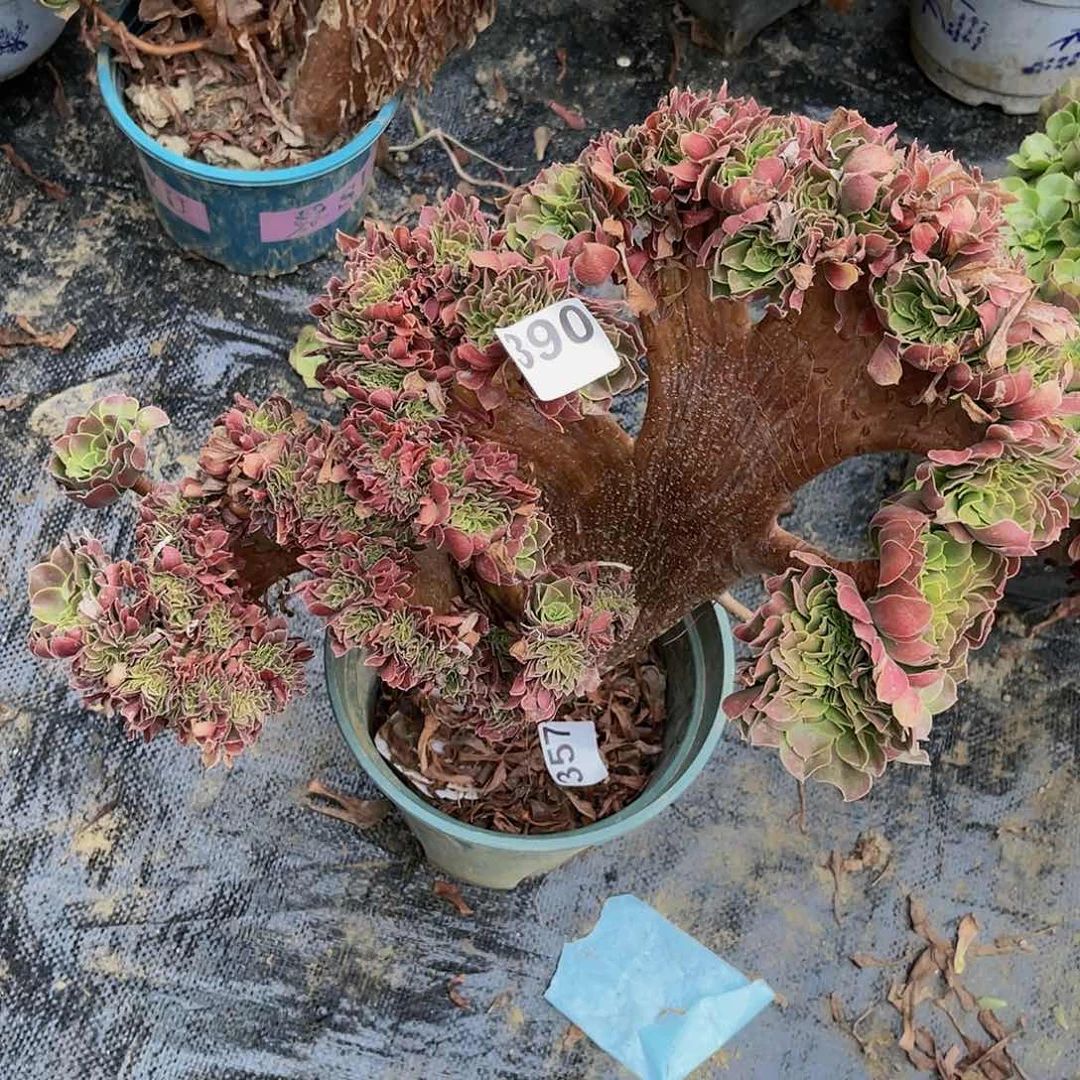 【闪购商品】玫瑰1-51