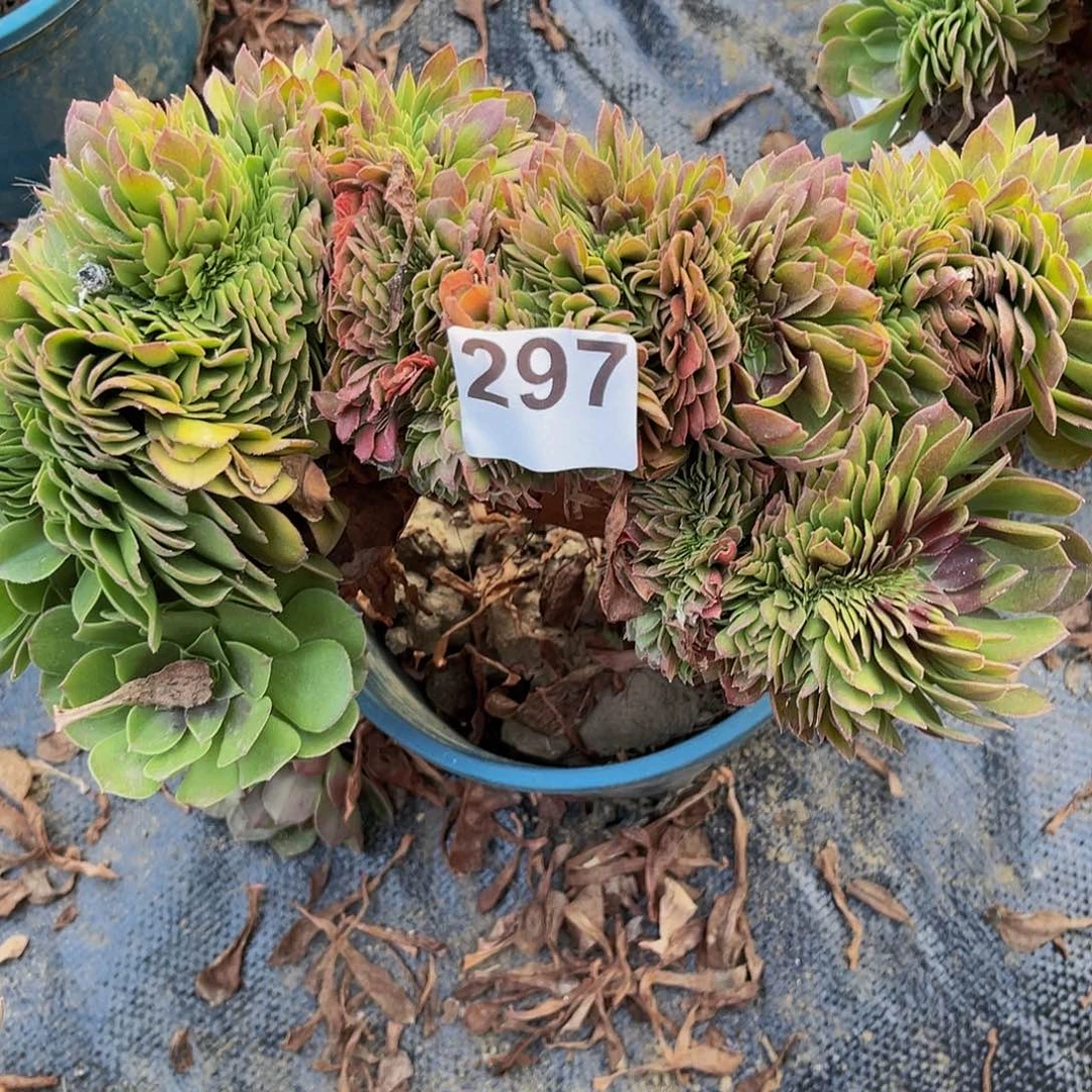 【闪购商品】万圣节1-52