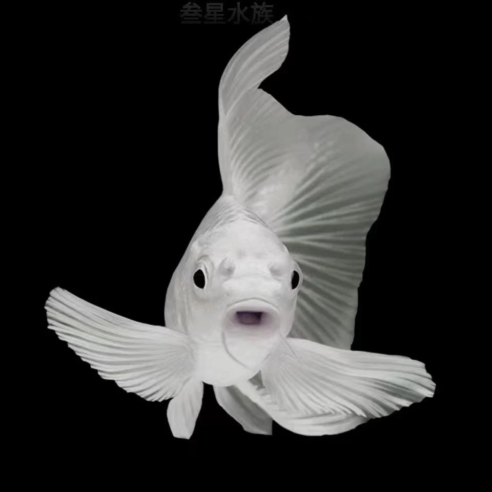 直播间专享链接淡水鱼精品蝴蝶鲤普身短身球体精品鱼拍